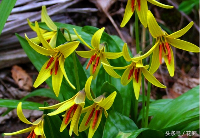比蝴蝶兰好看好养的花,比蝴蝶兰好养的花
