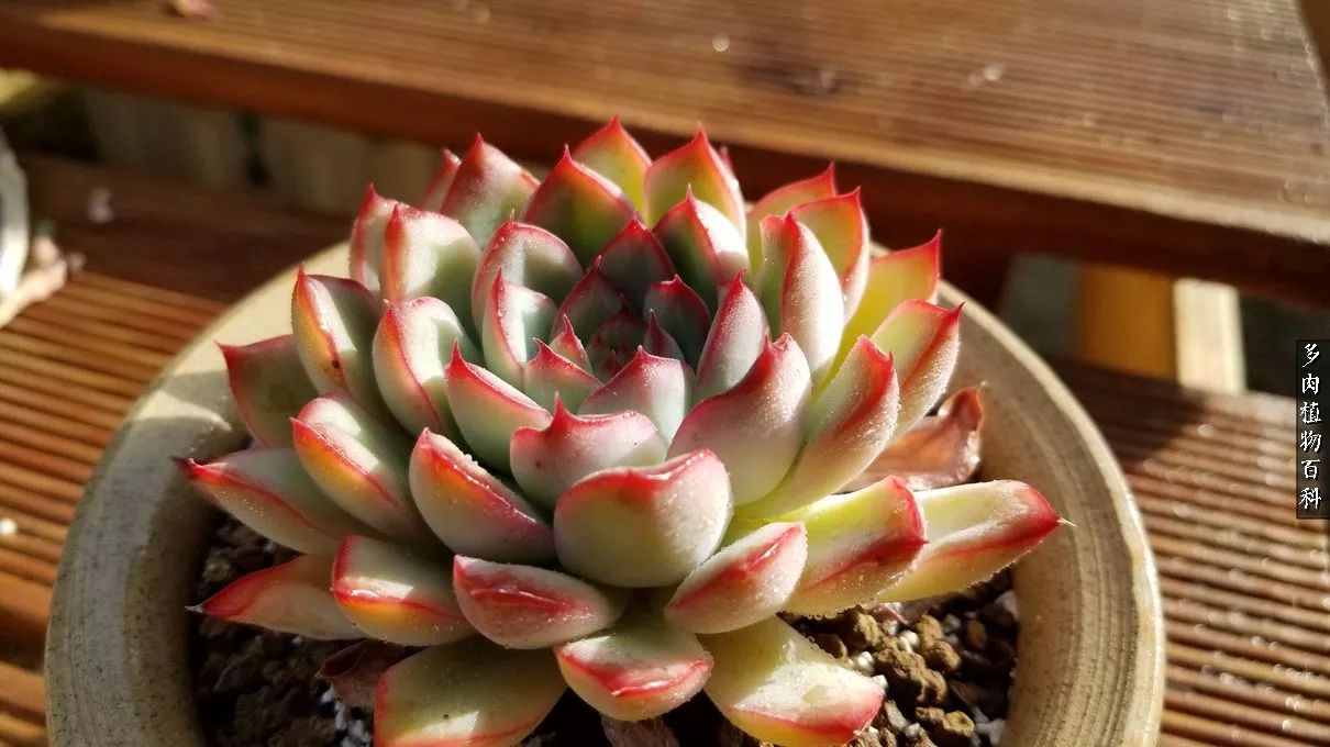 什么元素可以促进多肉生长,多肉修根喷除菌药