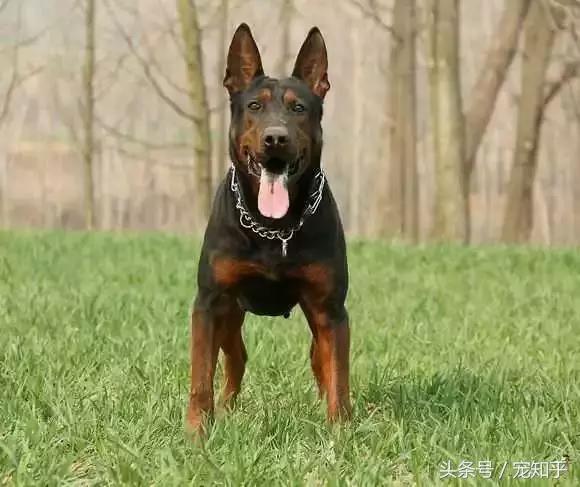 狼犬界少有匹敌的存在，中国莱州红，不得不说的事！