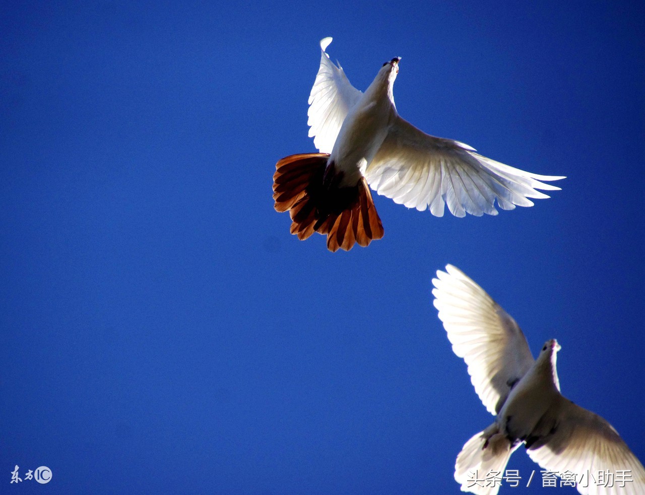 看到前两点，我真服了，鸽界真的有高人