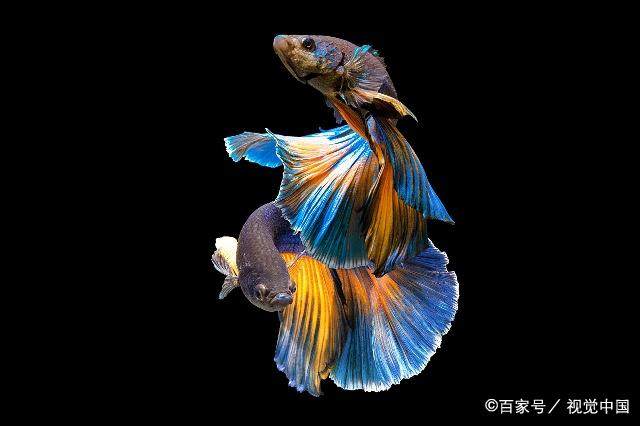 情侣配对双鱼座女生,双鱼座和双鱼座他们俩配吗