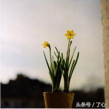 关于水仙花的知识,关于水仙花的知识20字