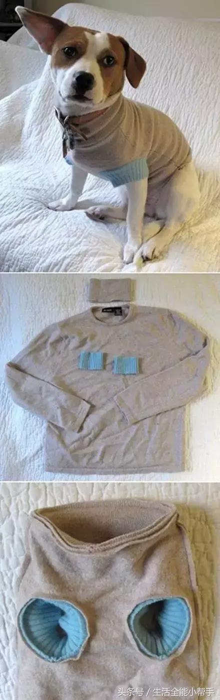 旧衣服怎么给狗狗做小衣服,夏天旧衣服给狗狗做衣服教程