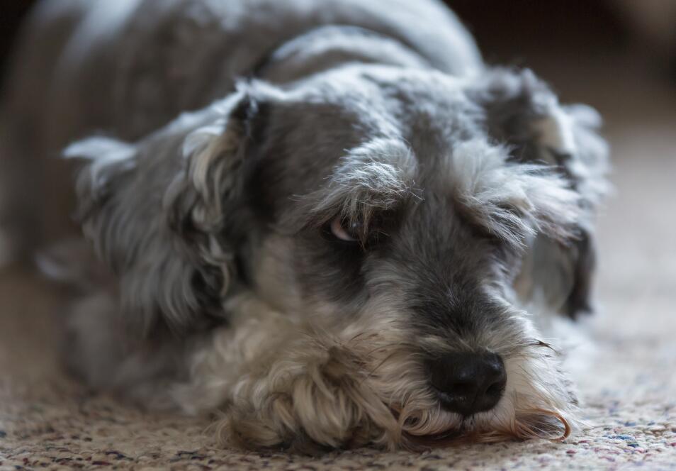 犬种百科之雪纳瑞,犬种解说雪纳瑞