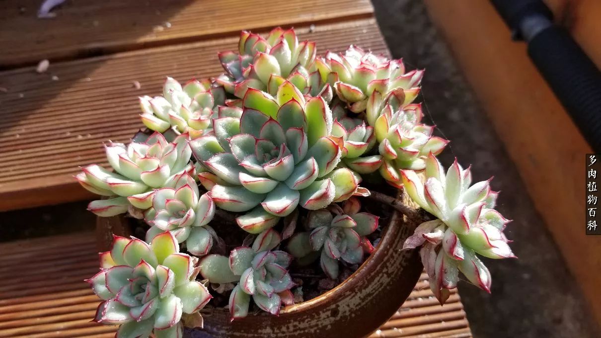 什么元素可以促进多肉生长,多肉修根喷除菌药