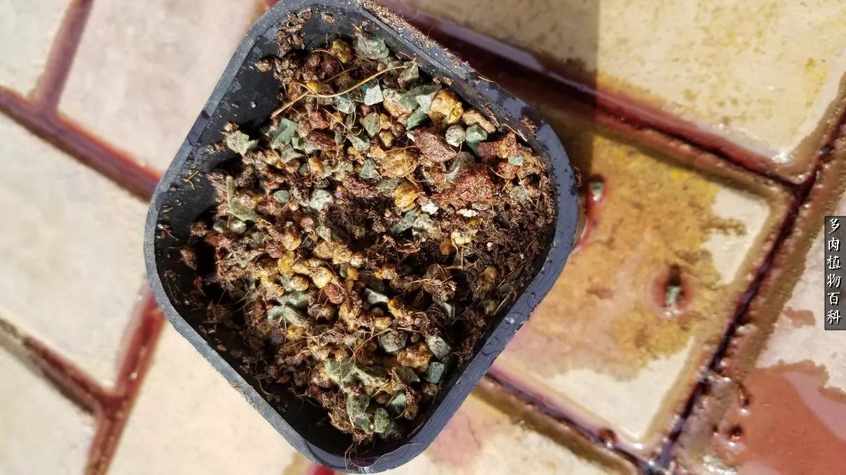 什么元素可以促进多肉生长,多肉修根喷除菌药