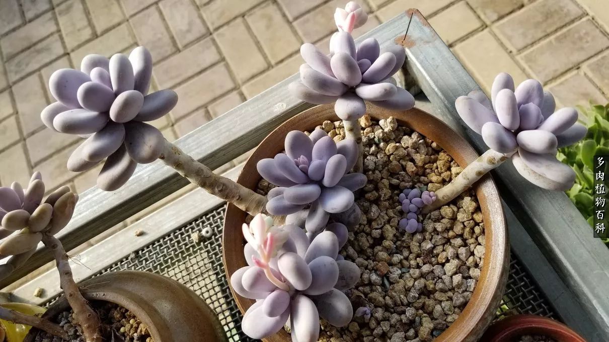 什么元素可以促进多肉生长,多肉修根喷除菌药