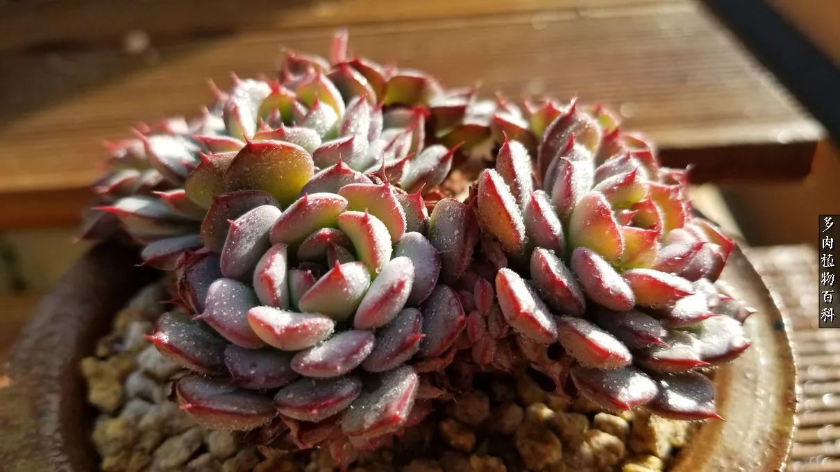 什么元素可以促进多肉生长,多肉修根喷除菌药