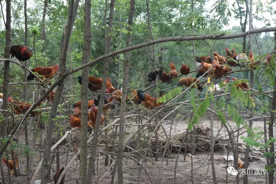 数说中国1921到1949,数说中国年12生肖