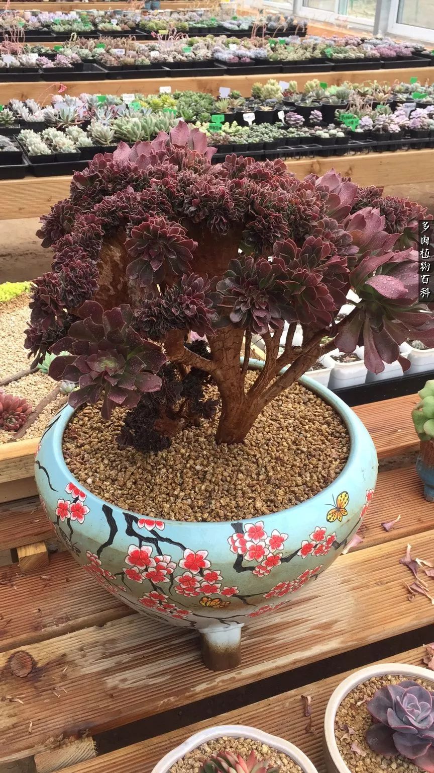 多肉如何养才不损耗杆子的养分,多肉养护修根视频