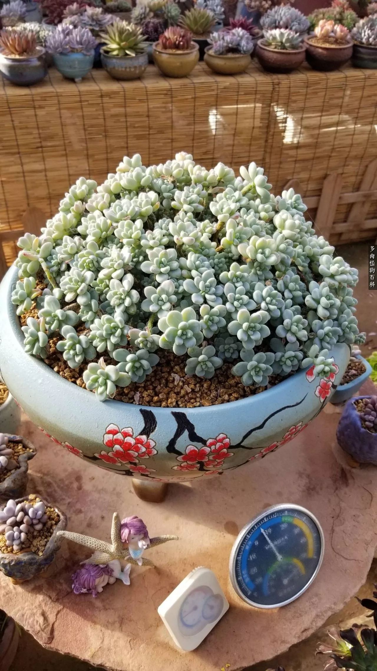 什么元素可以促进多肉生长,多肉修根喷除菌药