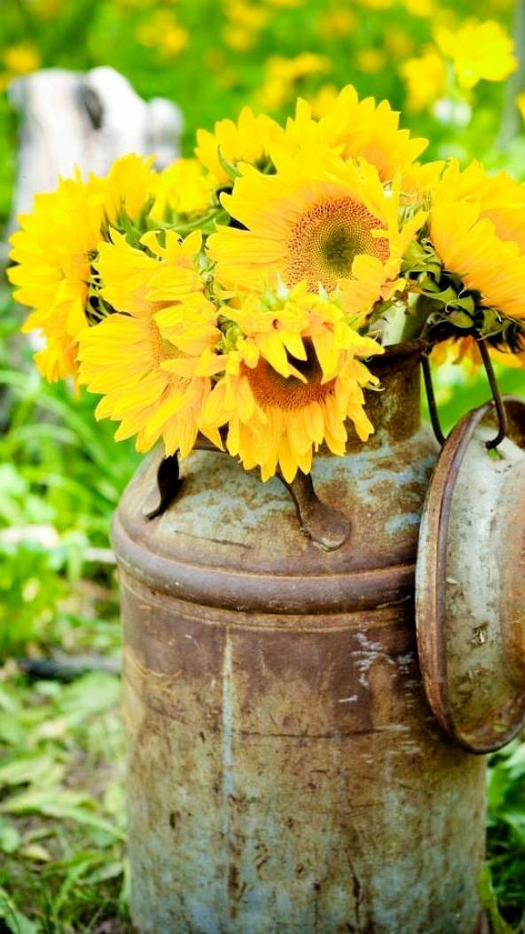 玻璃花的友谊图片,玻璃花花语