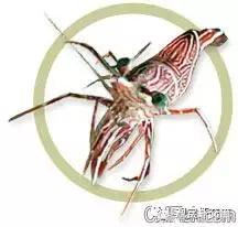 自己繁殖海水观赏虾,海水观赏虾最耐高温