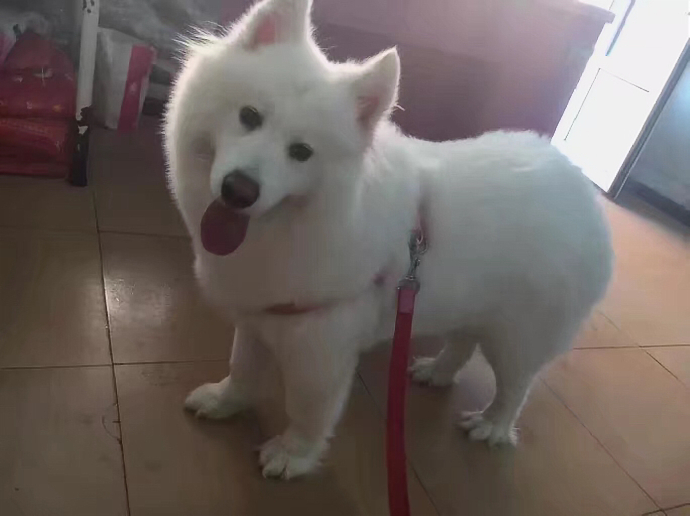 买狗需要提防的套路,买狗的注意事项和细节有哪些