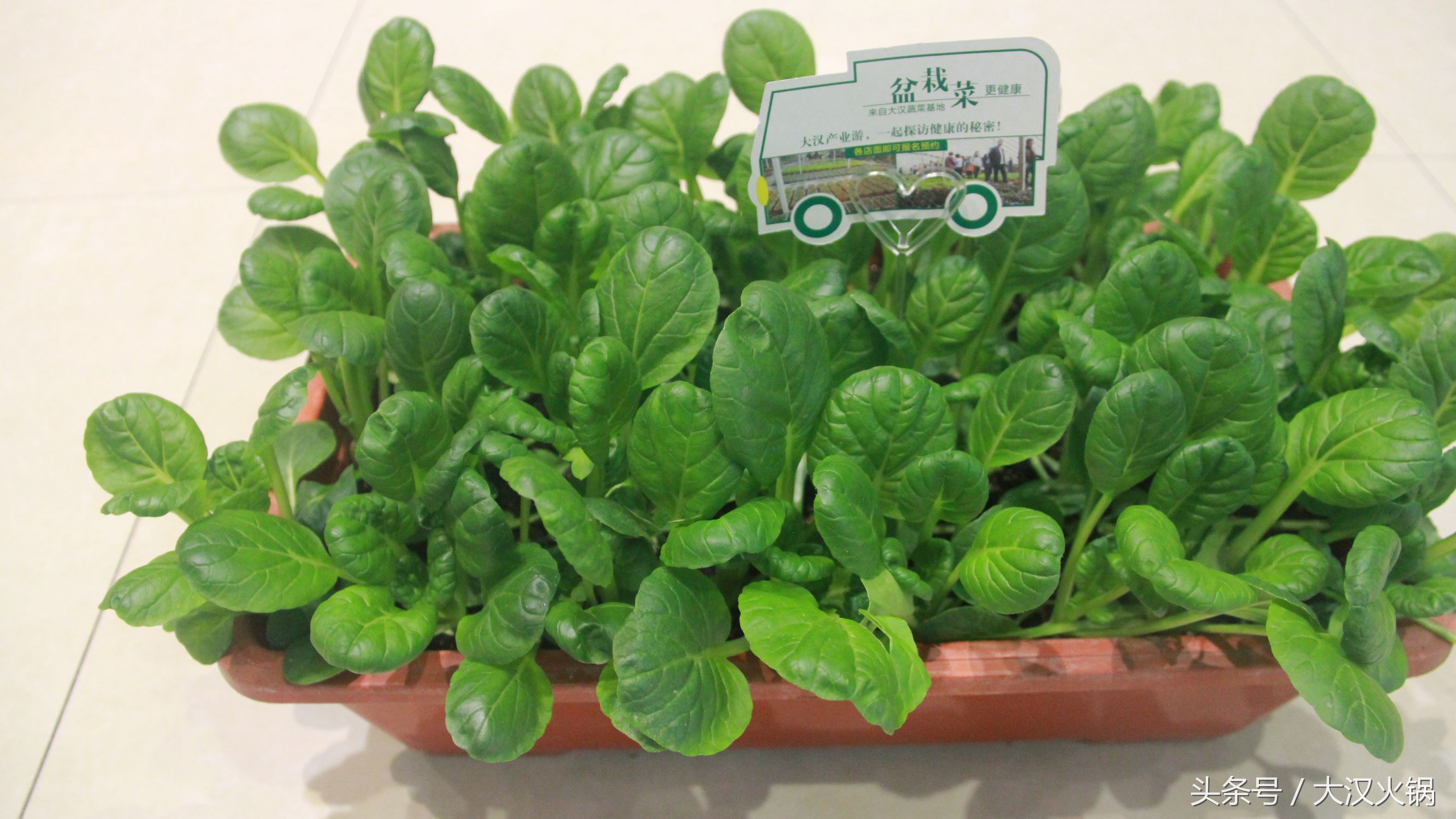 他在濮阳建了个34000平米的火锅基地，就为卖一份人均50元的火锅