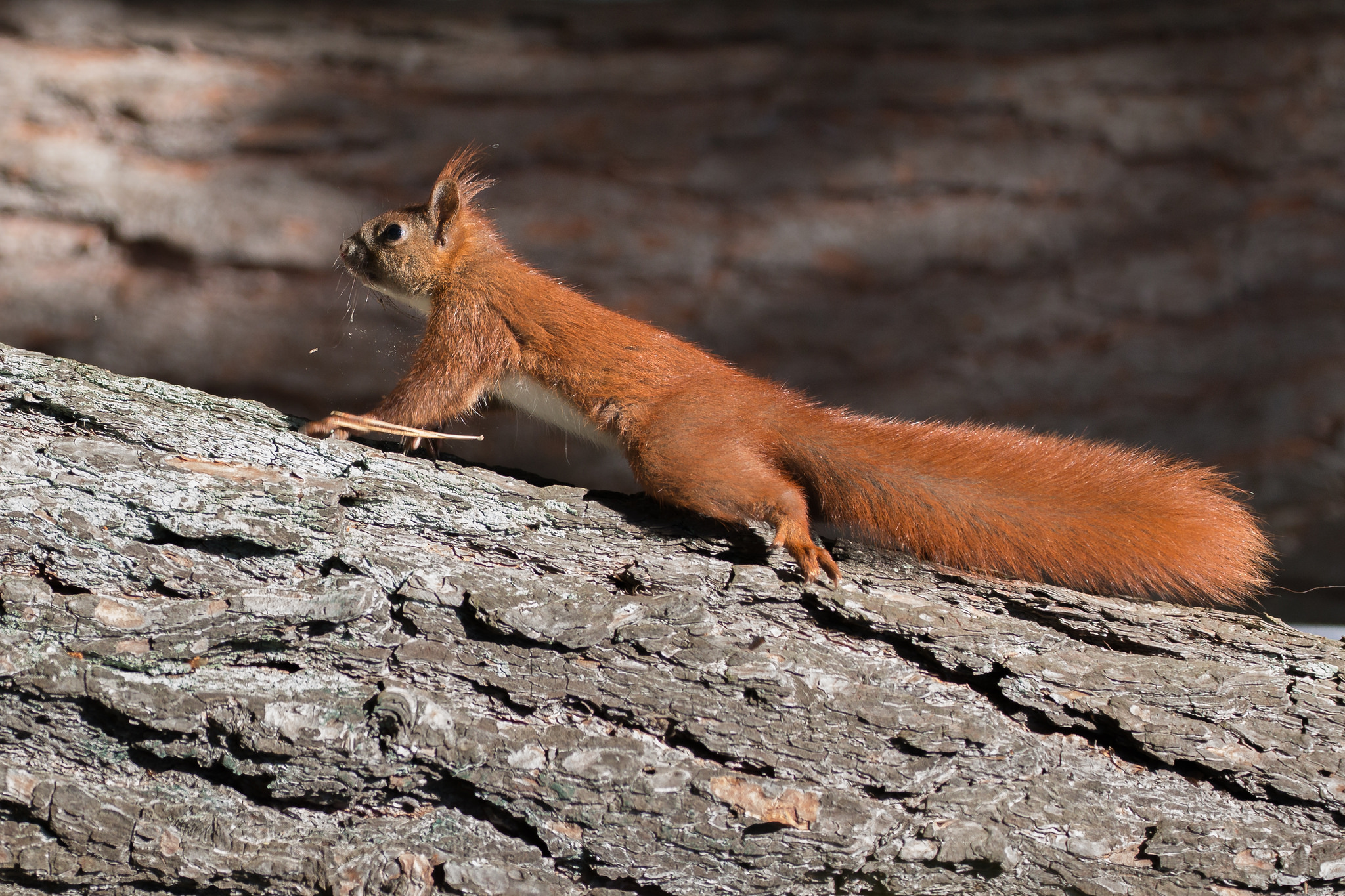 家养松鼠会咬家具吗,家里养的松鼠总爱睡觉怎么回事