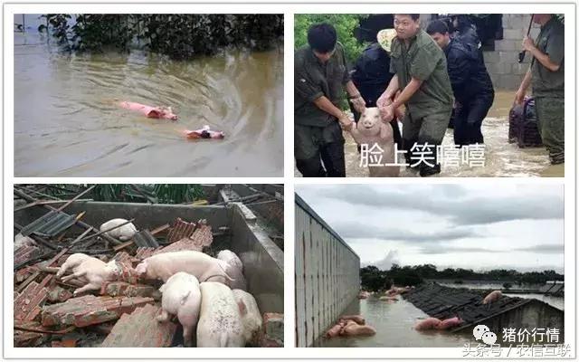 今日猪市深度解析,2023年下半年猪市行情分析