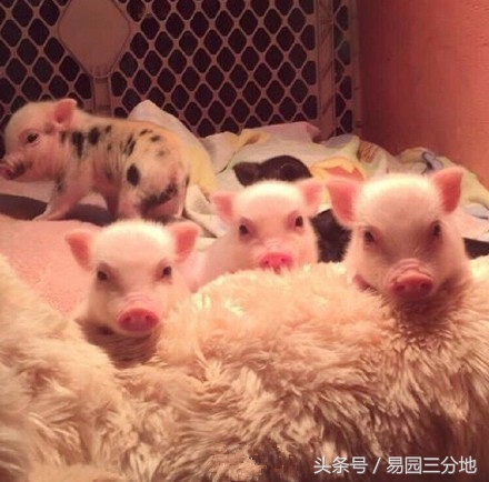 亥猪在十二生肖各个年份运气,十二生肖中谁的猪命最好