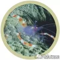 自己繁殖海水观赏虾,海水观赏虾最耐高温