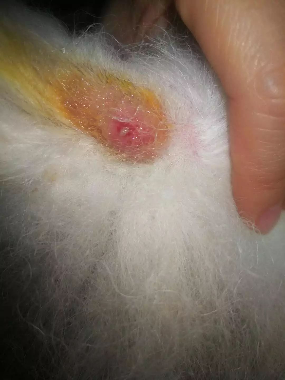 宠物抗菌喷剂的作用,宠物广谱的抗菌喷剂