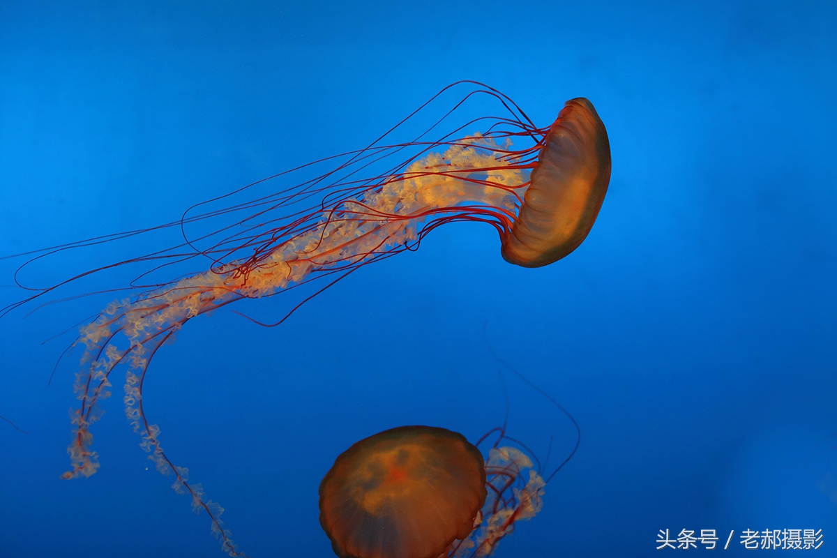 五彩斑斓的蝌蚪长什么样,不同颜色的蝌蚪