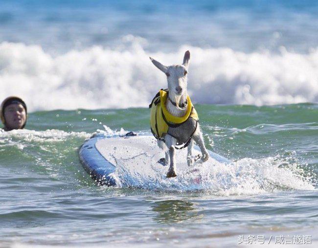 动物们都开始健身了好厉害的样子,这年头动物都开始健身了