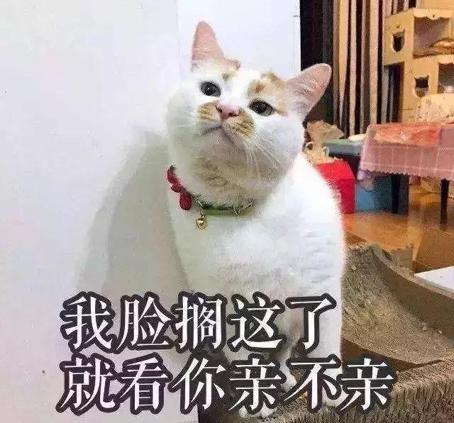 你今天养猫了吗,吸猫是怎么回事
