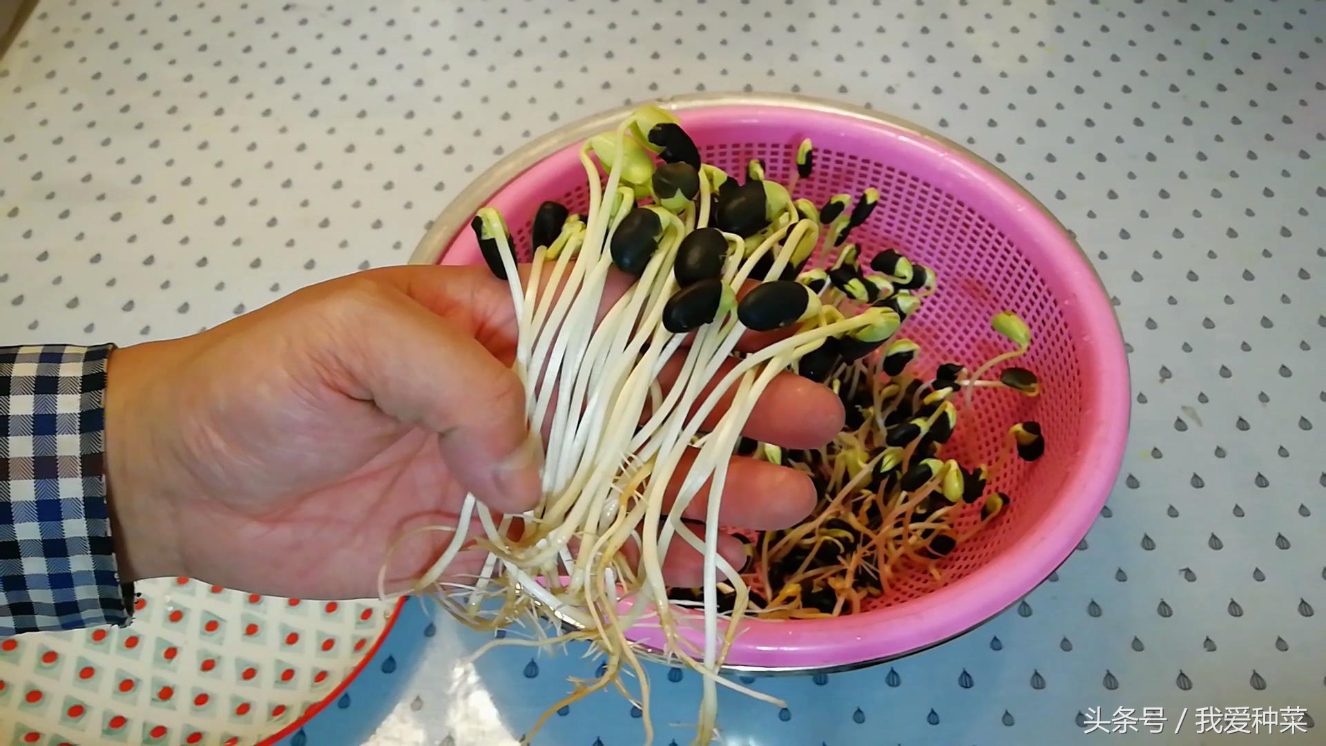 阳台上光照不好种什么蔬菜最合适,适合阳台光照不足的蔬菜