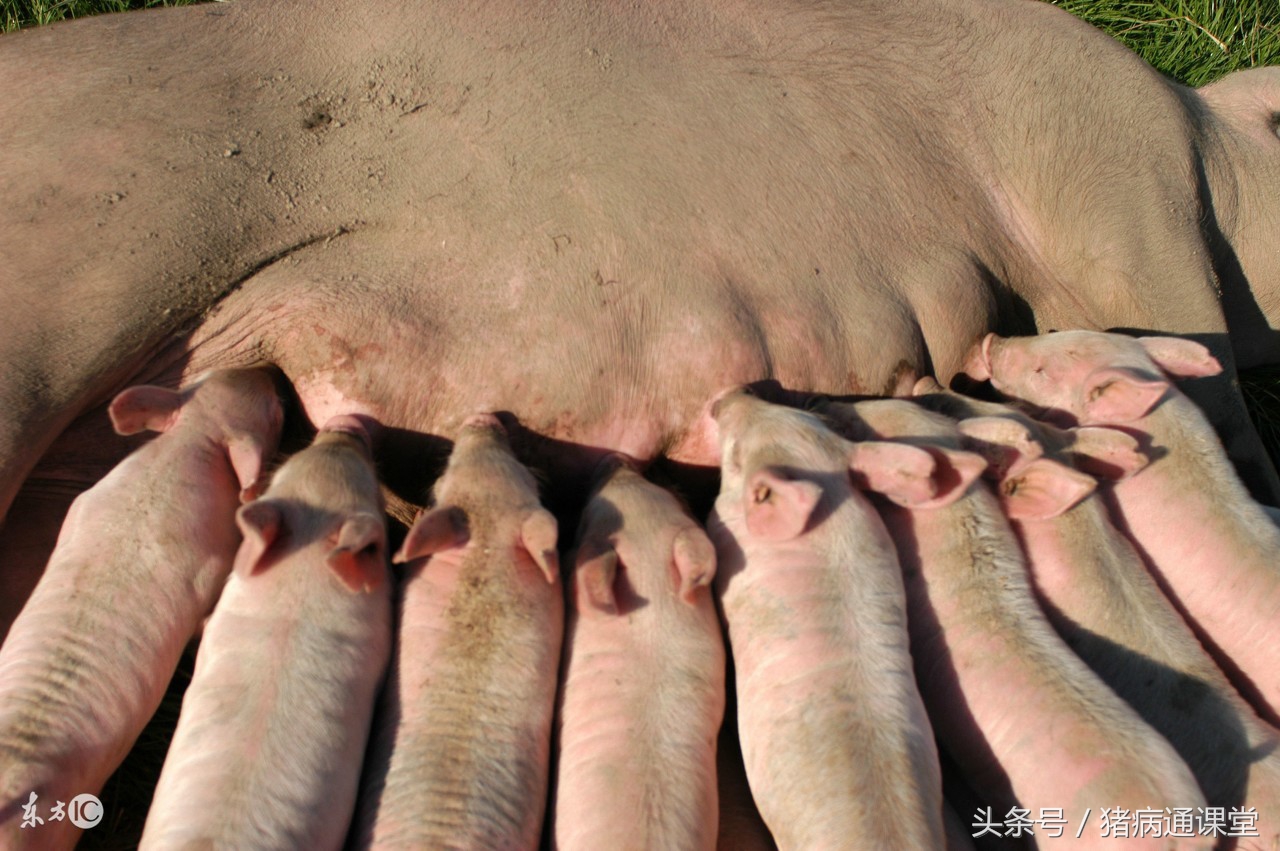 母猪产后乳房肿无乳怎么办,母猪产后无乳综合症