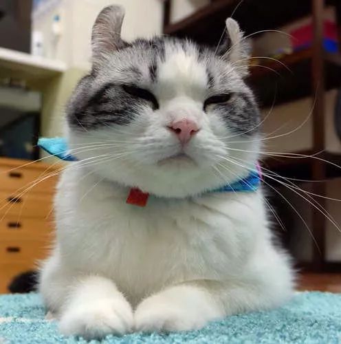 看到就想摸耳朵的超萌“翘耳猫”，难道是猫咪跟龙猫的私生子