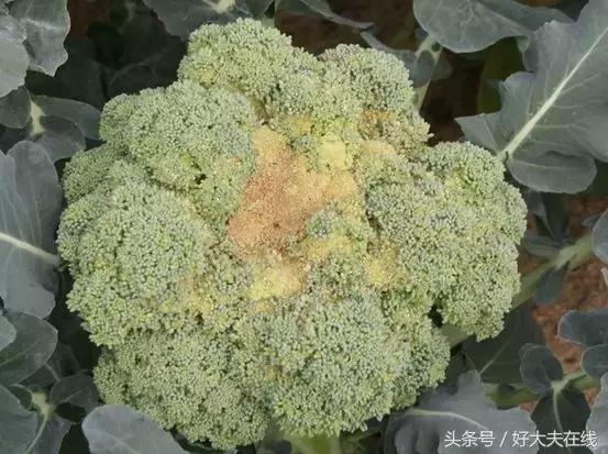 后脑窝长疙瘩如何治愈,头上长疙瘩怎么治愈