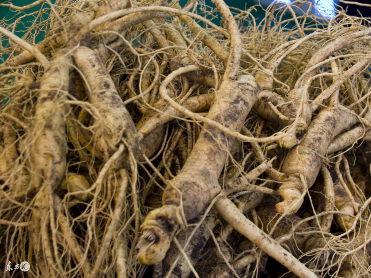 人参5形六体是什么意思,五型体质辨别口诀