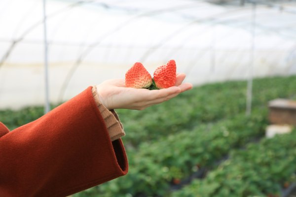 只有一亩地的农场,草莓种植基地采摘园