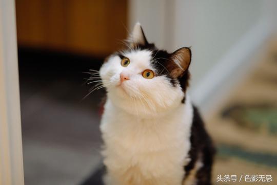 新佳能人像镜皇,佳能85mm镜皇评测