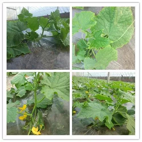 雪中美景雪景,雪中银装素裹美如画