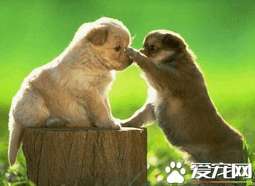 狗狗腹泻呕吐怎么办用什么药,狗狗腹泻呕吐白色的泡沫粘液