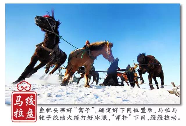 查干湖胖头鱼哪家最正宗,查干湖胖头鱼56斤抖音团购