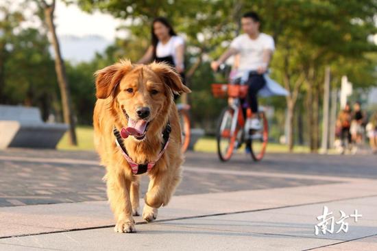 深圳新好玩的免费景点,深圳新出好玩的地方