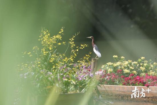 深圳新出好玩的地方,深圳市哪些公园比较值得去