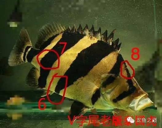 新版泰国虎,老版泰国虎绝版