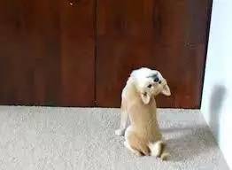 天天和猫咪相处会得病吗,猫狗最怕的三件事