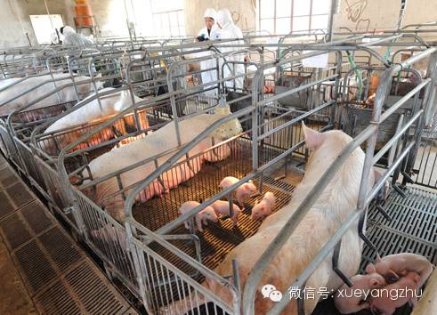 母猪产后不食拉干粪球怎样治疗,母猪产后不食的分析与对策论文