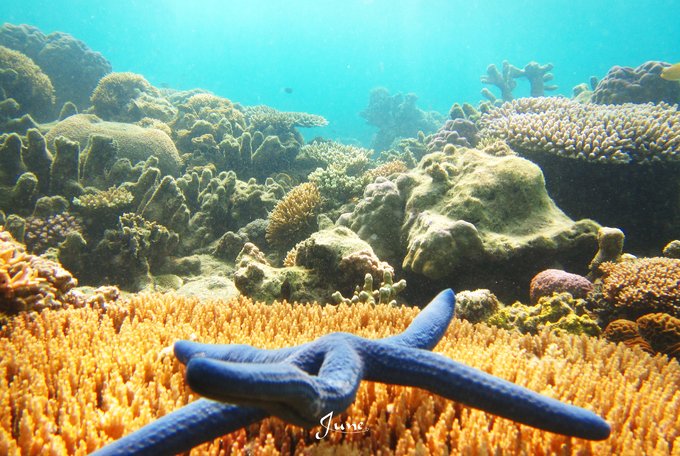 【一只熊的冒险】薄荷色夏日梦，马来西亚沙巴亚庇仙本那历险记——敦沙卡兰海洋公园（完）