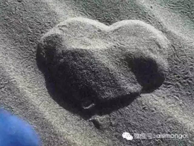 蒙古阿拉善肉苁蓉,阿拉善苁蓉生长在哪儿