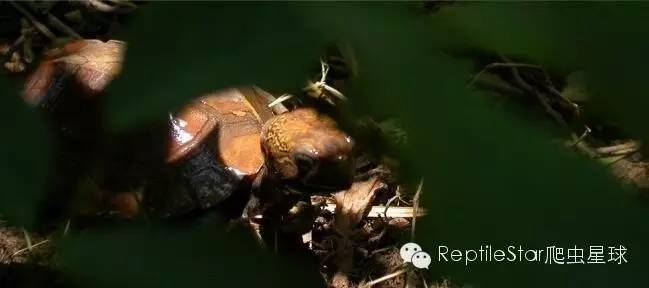 最合适的水环境,半水龟环境布置