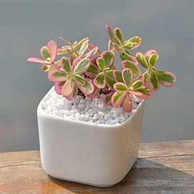 出锦的多肉叶插还会出锦吗,多肉出锦水培会退锦吗