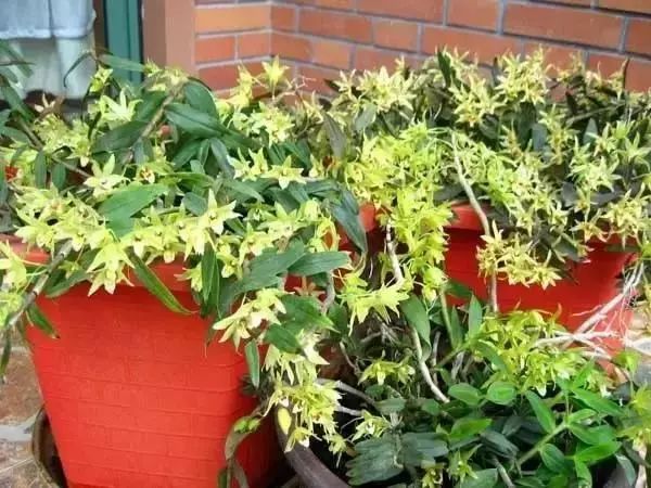 有什么比较特殊也比较好看的鲜花,什么鲜花比较有特色又好看