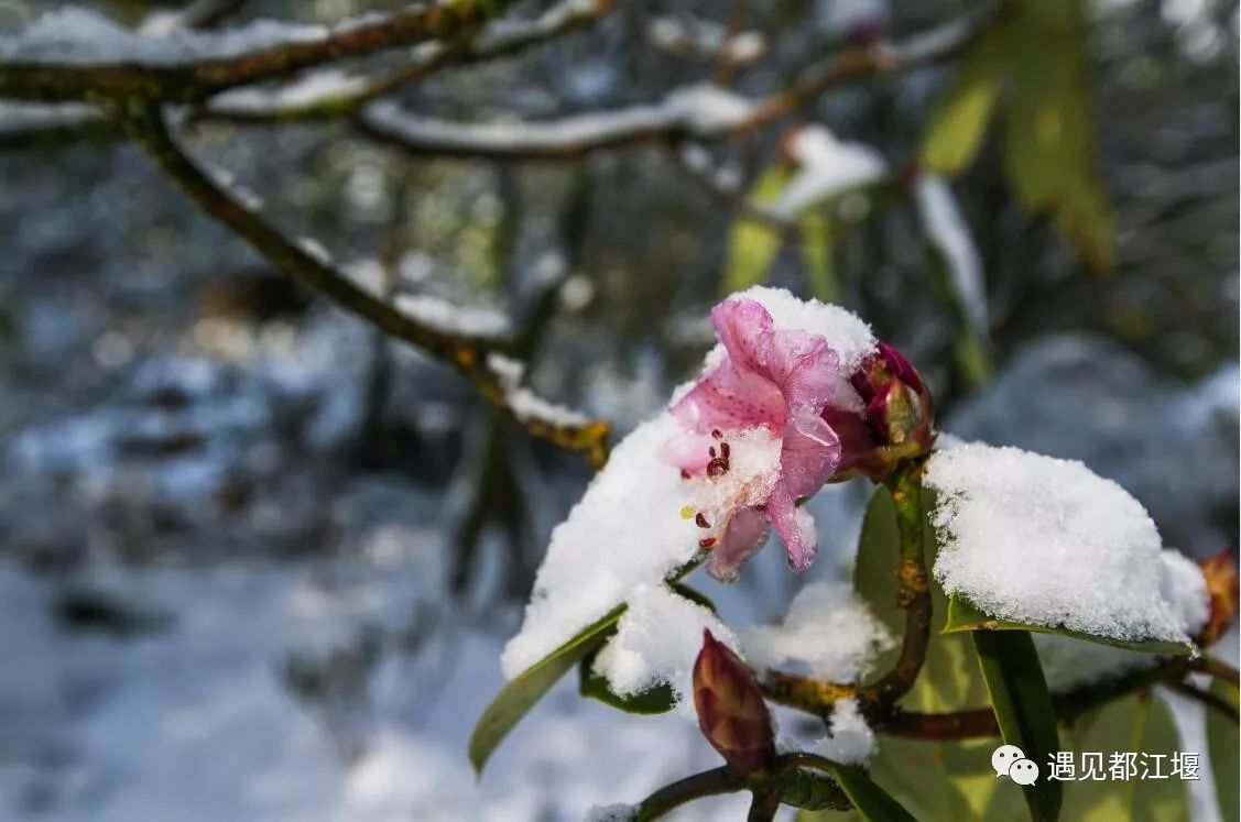 南方也有雪景,南方也有冰雪世界
