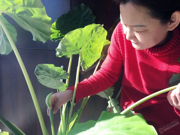 晒晒我家的滴水观音,我家的滴水观音