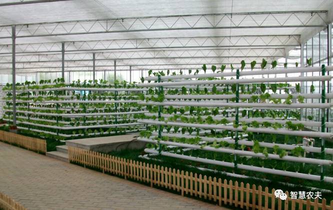 可以水培的蔬菜植物有哪些,水培家庭蔬菜种植箱优缺点